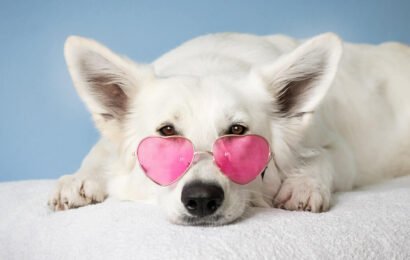 cute white dog with pink spects