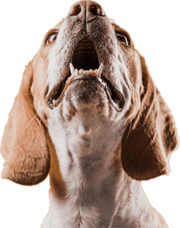 Consult vets online from home with Chotaboss