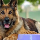 The pet dog is before it meal patiently