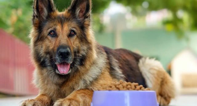 The pet dog is before it meal patiently