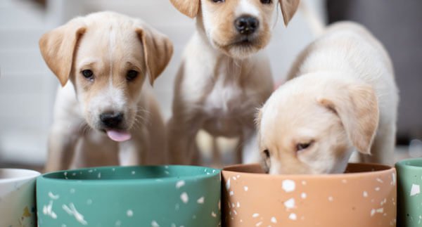 A group of puppies together