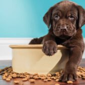 A small dog before the food of pet