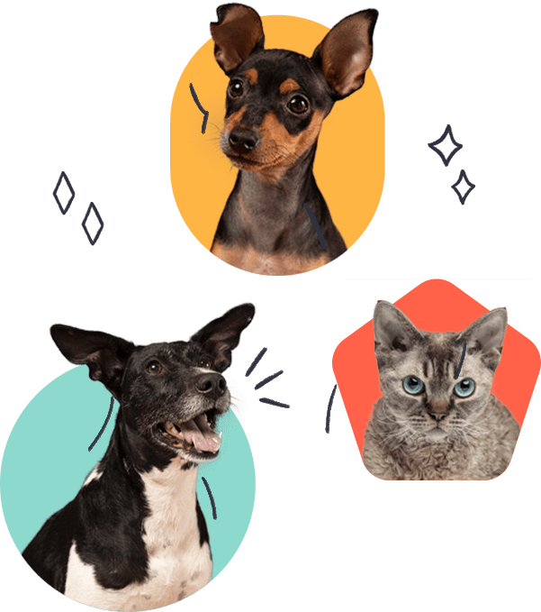 Chotaboss – Expert Online Vet Care Consultation Anytime