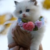 cute cat wearing flower neck lace