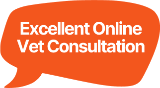 Veterinarian providing virtual pet consultation through Chotaboss online platform