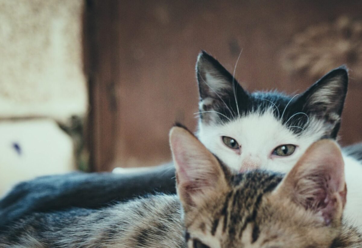 online vet consultation, cat stress signs,