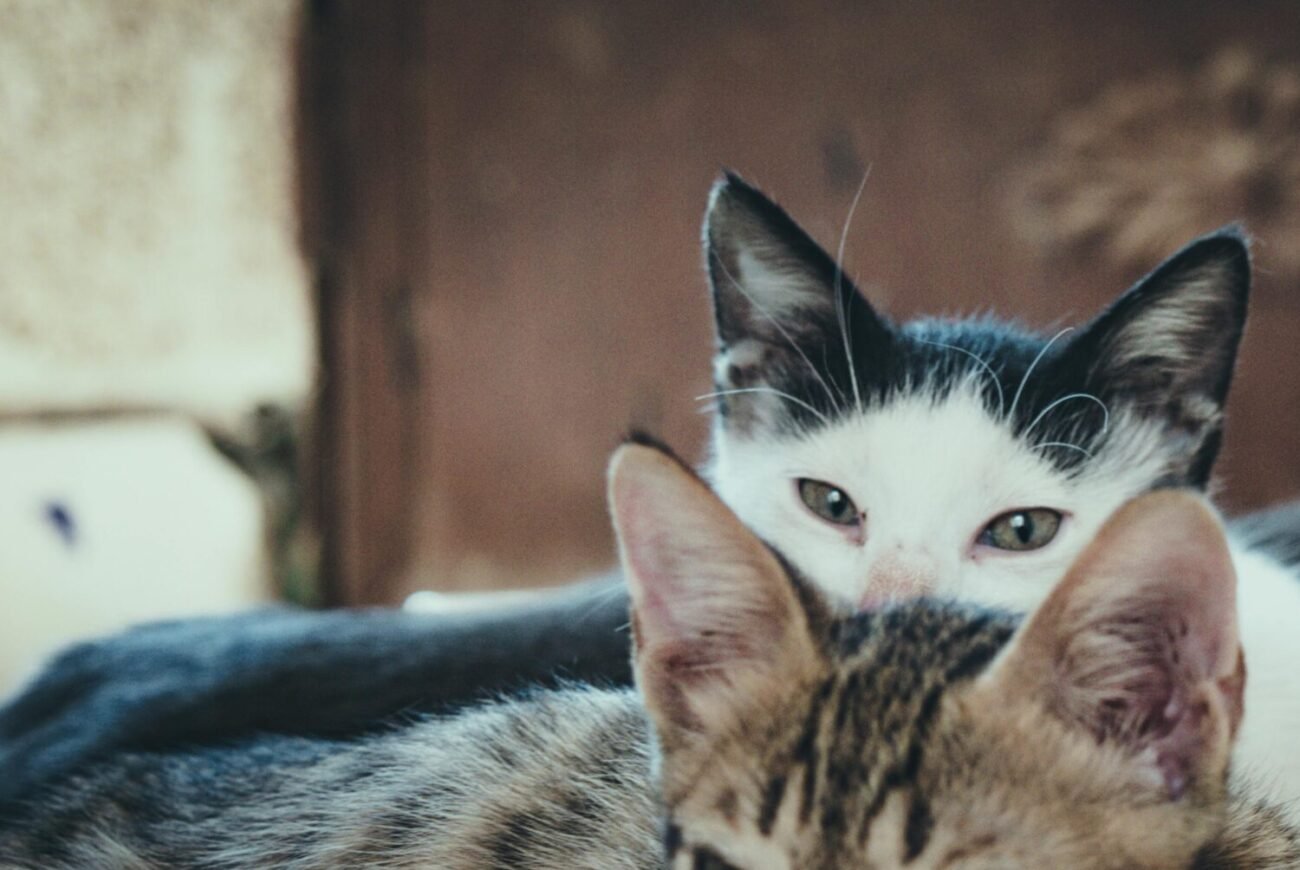 online vet consultation, cat stress signs,