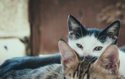 online vet consultation, cat stress signs,