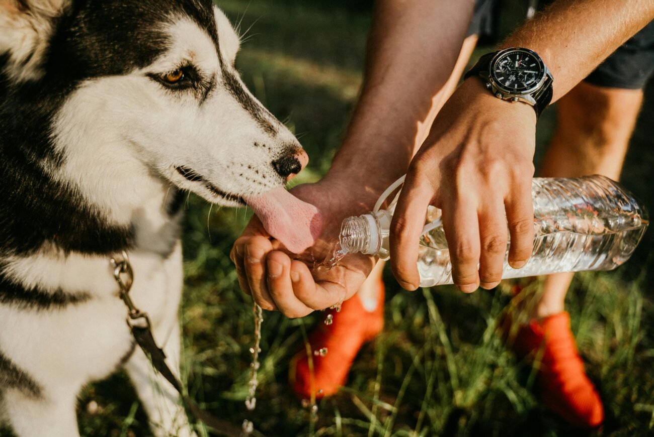 A pet parent giving fresh water to a dog during summer to prevent dehydration