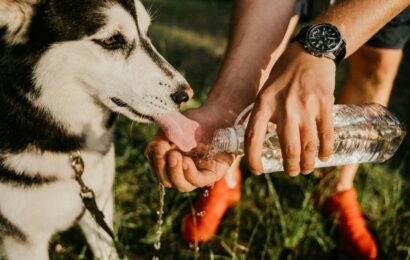 Keeping Your Dog Hydrated This Summer A pet parent giving fresh water to a dog during summer to prevent dehydration