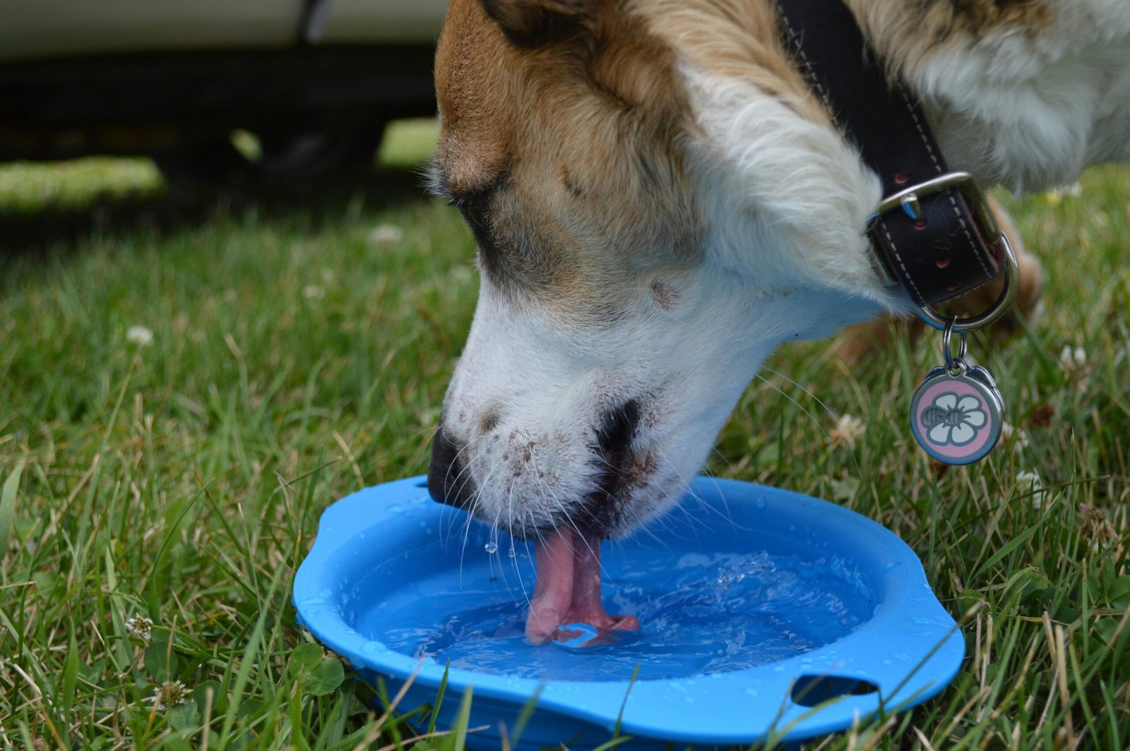 A dog drinking fresh cool water from a bowl during summer to stay hydrated