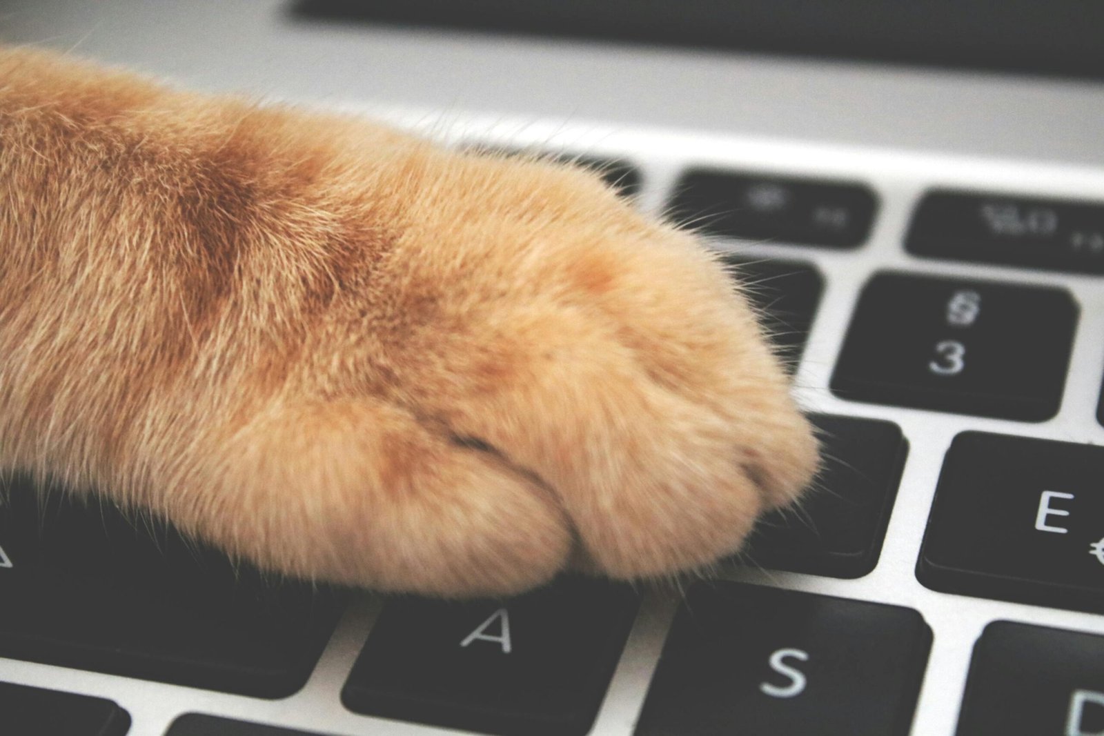 A cat placing its paw on a laptop keyboard, representing online vet consultation for cat owners in India