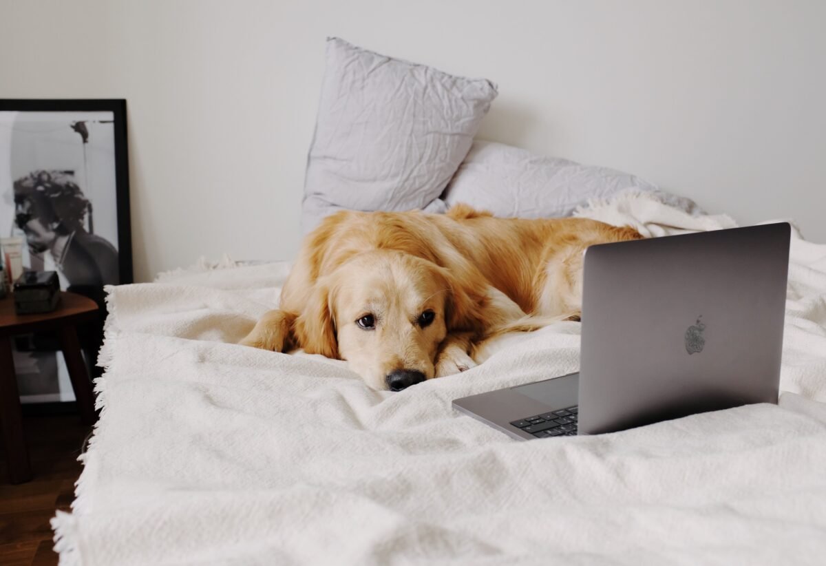A dog lying in bed looking at a laptop screen, representing easy online vet consultation for dog owners in India