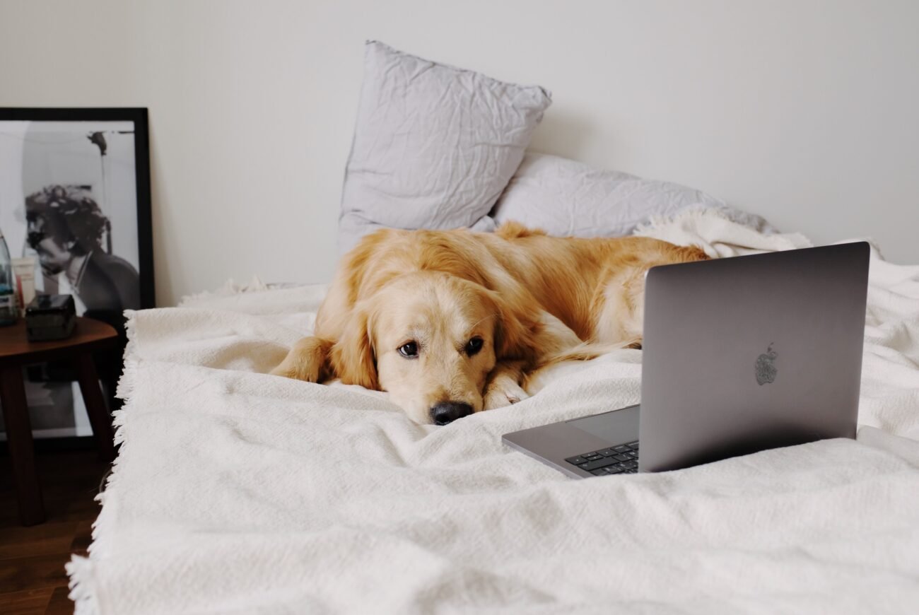 A dog lying in bed looking at a laptop screen, representing easy online vet consultation for dog owners in India