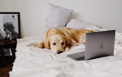 A dog lying in bed looking at a laptop screen, representing easy online vet consultation for dog owners in India
