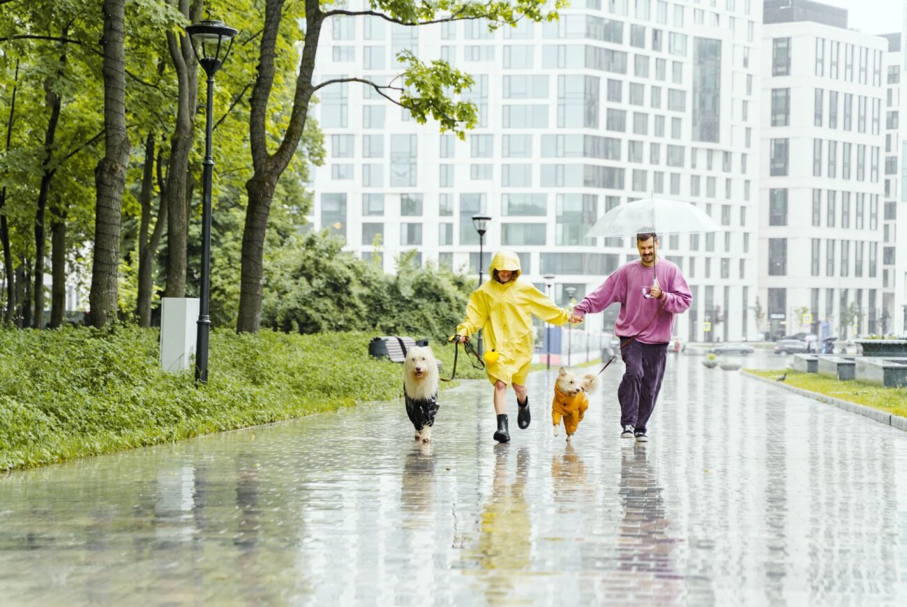 Pet parents walking their dogs in the rain while accessing convenient online vet consultation services from home