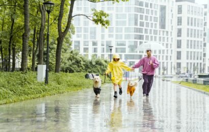 Online Vet Consultation for Your Pet | Expert Veterinary Care from Home Pet parents walking their dogs in the rain while accessing convenient online vet consultation services from home